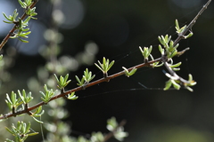 Olearia bullata