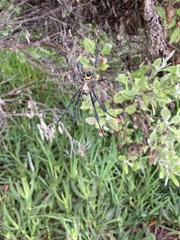 Trichonephila fenestrata