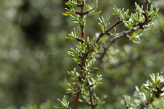 Olearia bullata