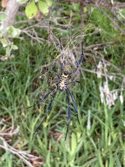 Trichonephila fenestrata