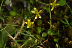 Ranunculus glabrifolius