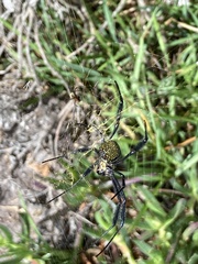 Trichonephila fenestrata