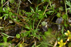 Ranunculus glabrifolius