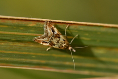Glaucocharis helioctypa