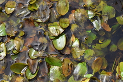 Potamogeton cheesemanii