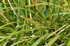 Glaucocharis helioctypa