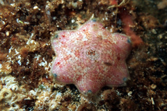 Meridiastra medius