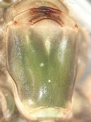 Ophiogomphus mainensis