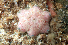 Meridiastra medius