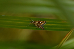 Glaucocharis helioctypa