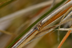 Glaucocharis helioctypa