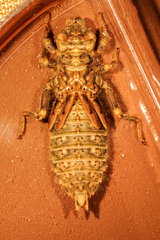 Ophiogomphus mainensis