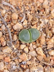 Conophytum caroli
