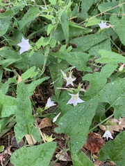 Convolvulus farinosus