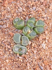 Conophytum caroli