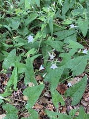 Convolvulus farinosus