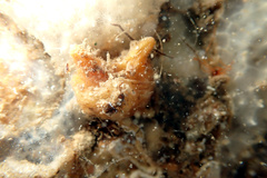 Pyura fissa