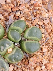 Conophytum caroli