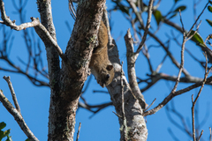 Callosciurus orestes