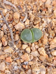 Conophytum caroli
