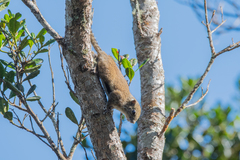 Callosciurus orestes