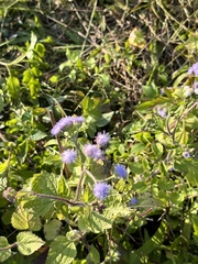 Ageratum houstonianum