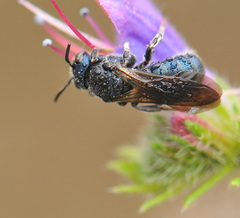 Ceratina chalcites