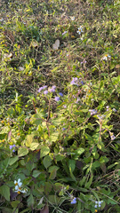 Ageratum houstonianum