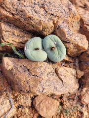 Conophytum pageae