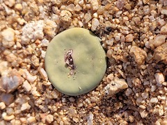 Conophytum pageae