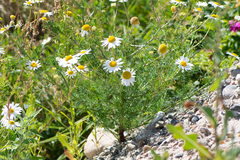 Tripleurospermum