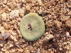 Conophytum pageae