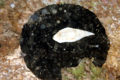 Scutus antipodes