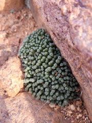 Conophytum reconditum