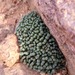 Conophytum reconditum - Photo (c) Ismail Ebrahim, some rights reserved (CC BY-NC), uploaded by Ismail Ebrahim