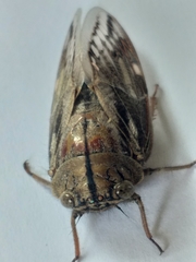 Platypleura capensis