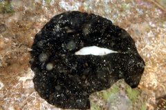 Scutus antipodes