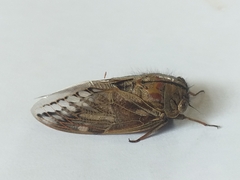 Platypleura capensis