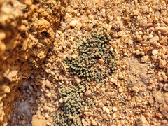 Conophytum reconditum