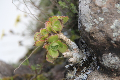 Aeonium leucoblepharum