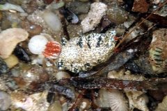 Hypselodoris saintvincentius