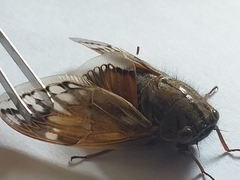 Platypleura capensis