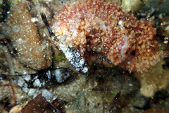 Lipotrapeza vestiens