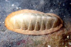 Ischnochiton