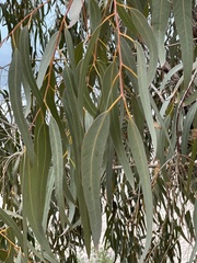 Eucalyptus gomphocephala