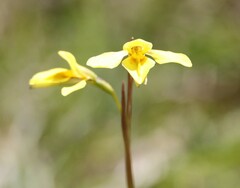 Diuris chryseopsis