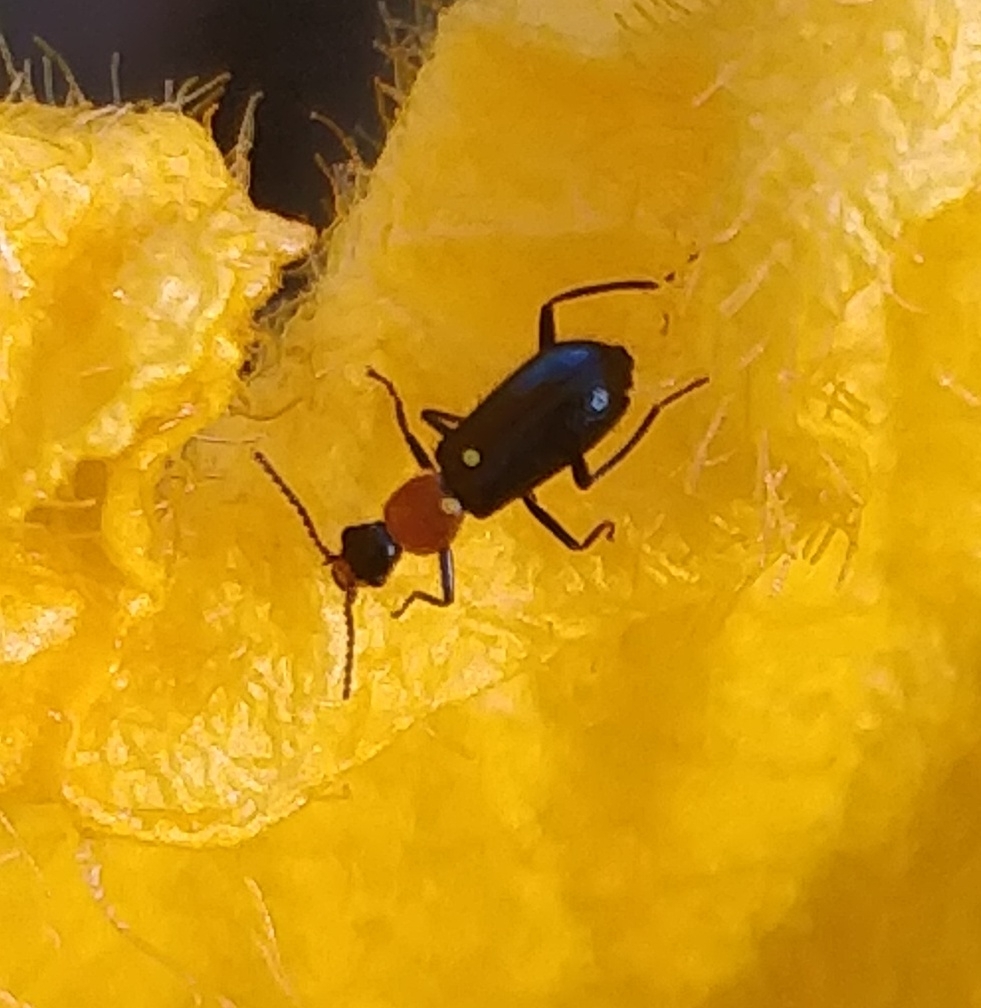 Attalus ruficollis