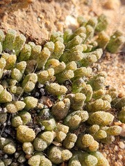 Conophytum reconditum