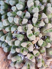 Conophytum reconditum