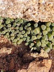 Conophytum reconditum